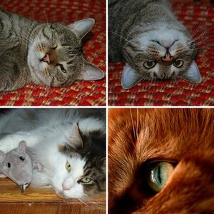 Katzen