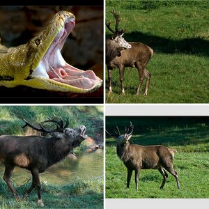 Tiere