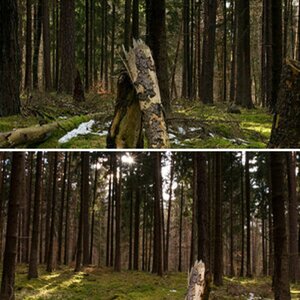 Wald