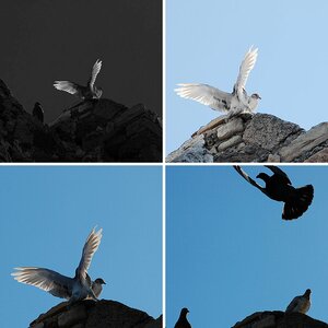 Tauben
