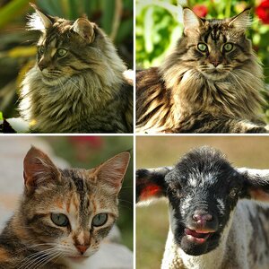 Katzen und andere Haustiere