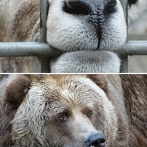 Zootiere