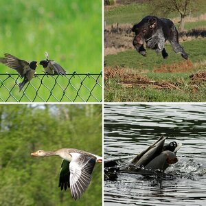 alles, was fliegt