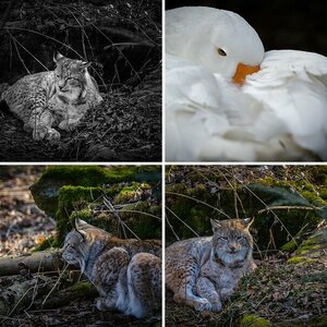 Tiere