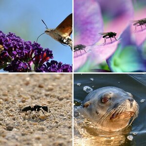 tierisch