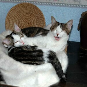 Miez und Mauz
