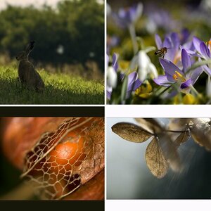 Macro