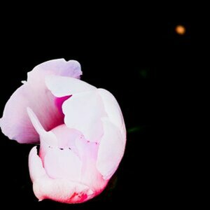 Blumen