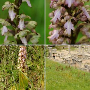 Europäische Orchideen