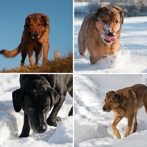noch mehr Hunde III