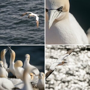 Helgoland