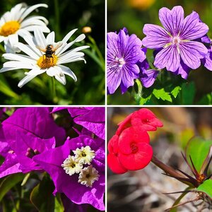 Blüten und Pflanzen