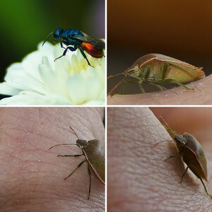 Insekten und Insektenartige
