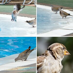 Vögel