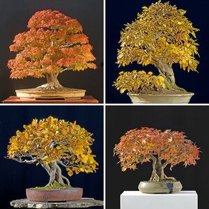 Bonsai
