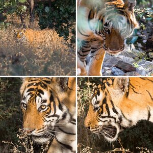 Ranthambore