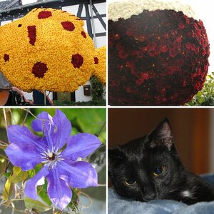 Meine Bilder
