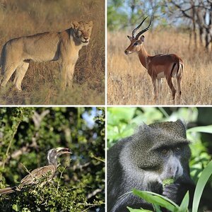 Wildlife