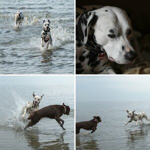 Hunde