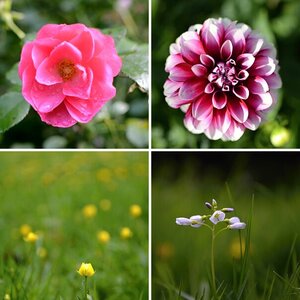 Blumen