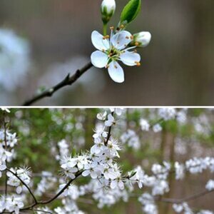 Blüten