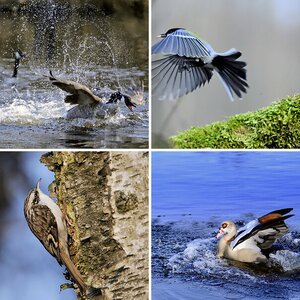 Vögel