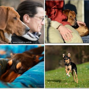 Hunde
