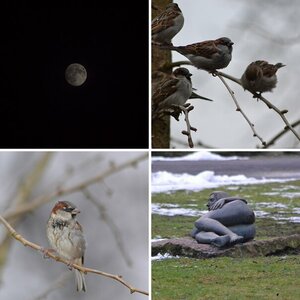 erste Bilder mit dem Nikkor 70-300