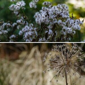 Natur