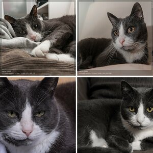 Katzen