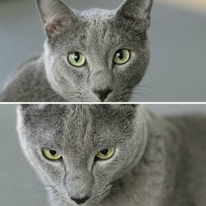 Katzen