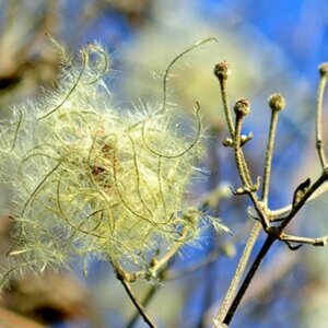Blumen