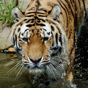 Tiere