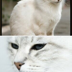 Katzen