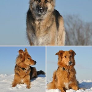 Meine Hunde