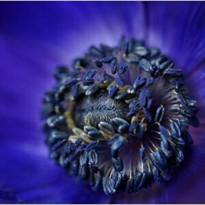 Blumen