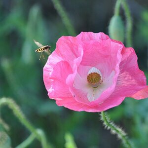 zu-wir wollen Blüten sehen-