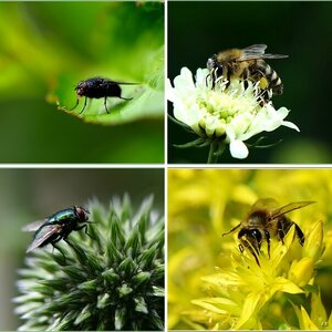 Macro