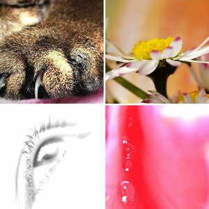 Macro