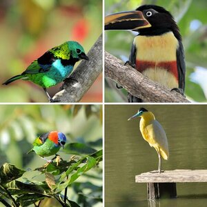 Pantanal