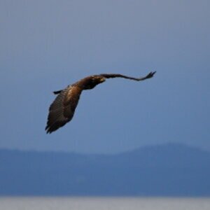 Vancouver Island