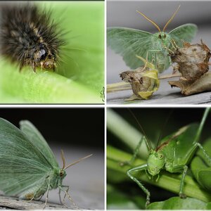 Macro