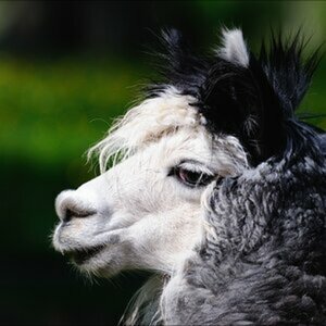 Tierisch