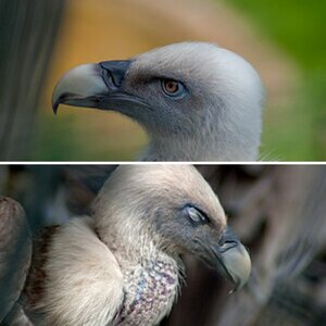 Adler & Geier