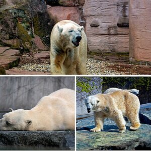 Eisbaeren