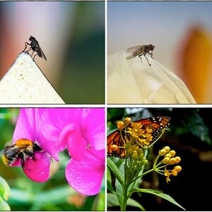 Insekten