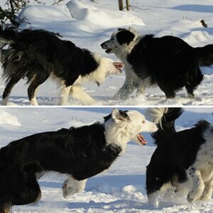 Hunde