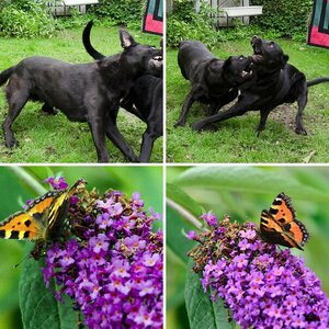 Von Blumen, Hunden und Schmetterlingen...
