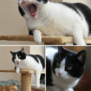 Katze