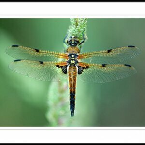 Makro